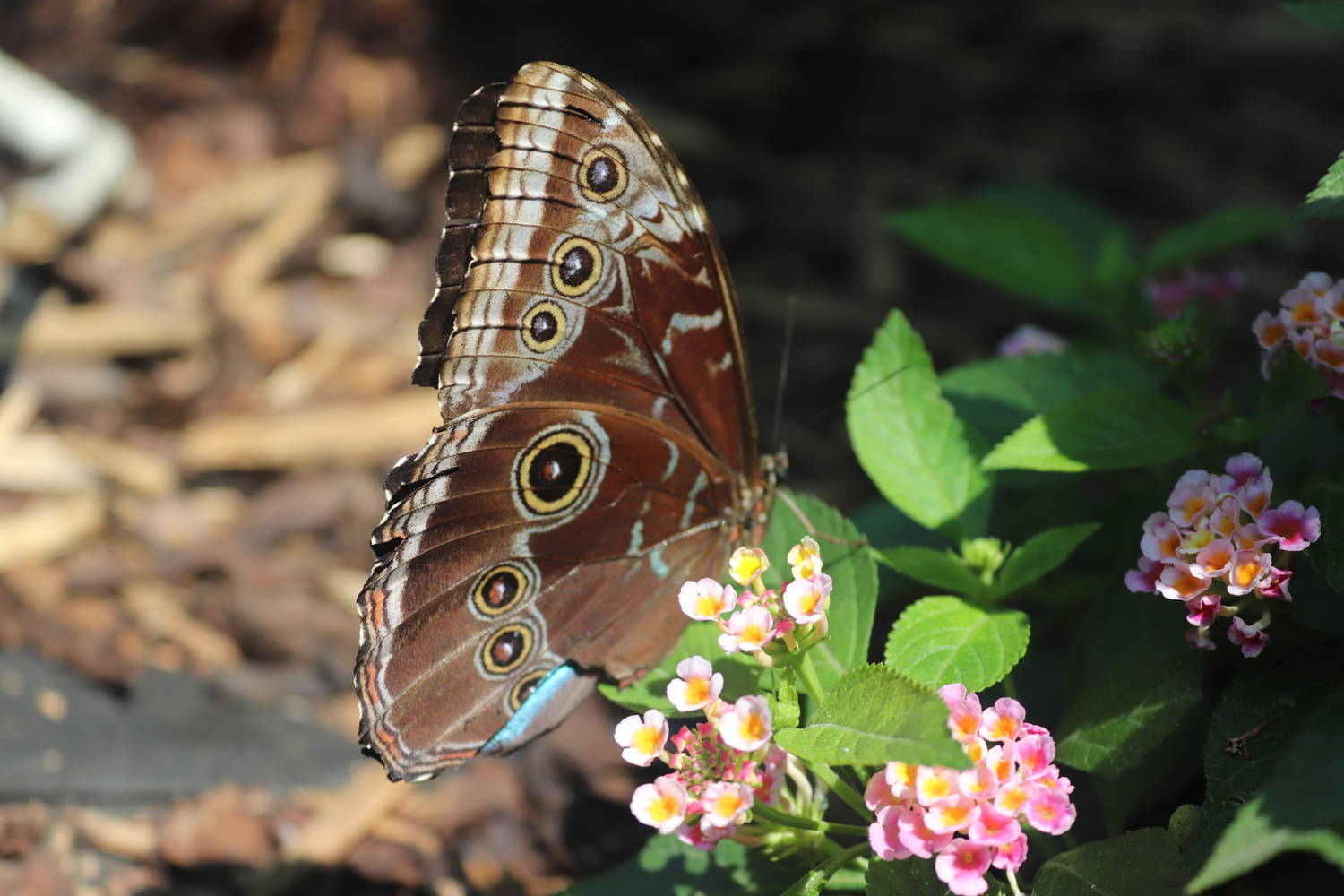 Motýlia Záhrada na Paseke